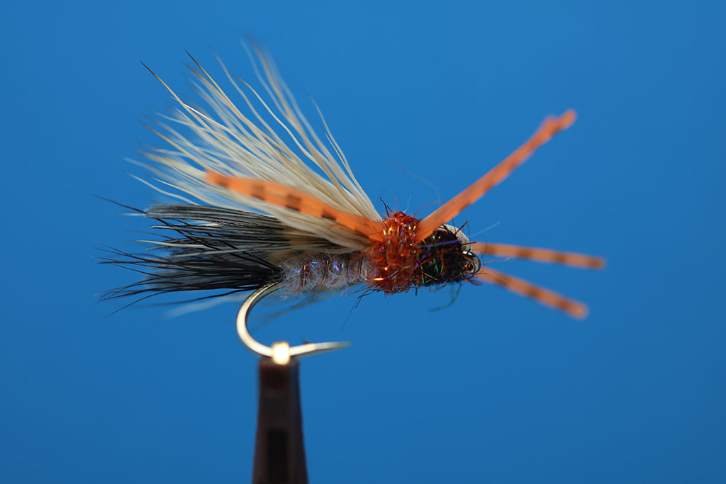 Bullet Head Spruce Moth