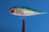 Rainbow Minnow with red eyes