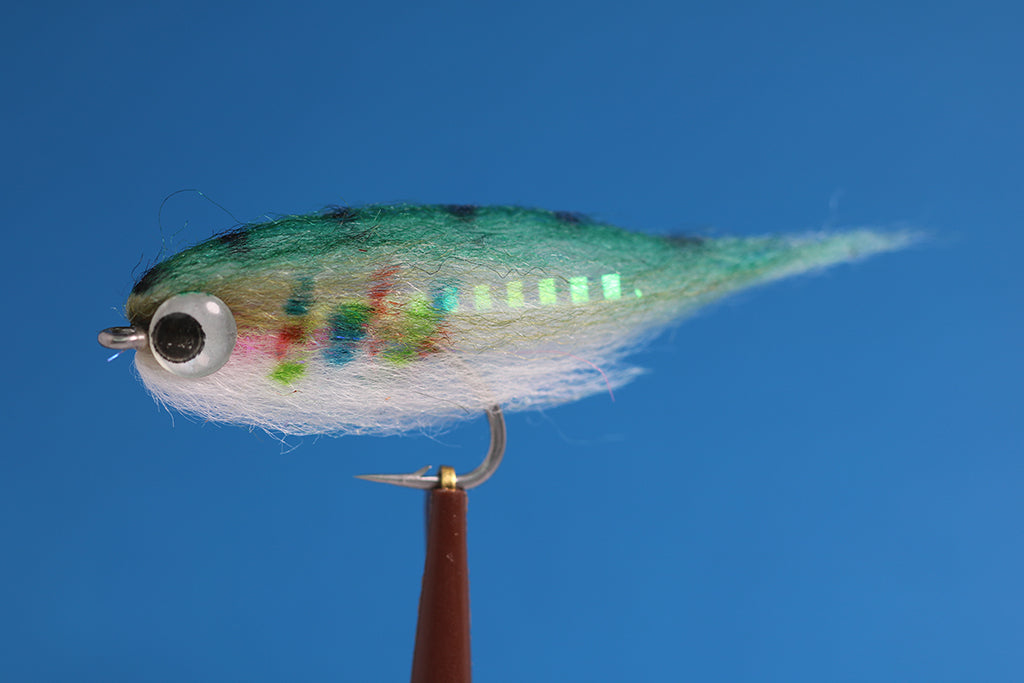 Rainbow Minnow with silver eyes