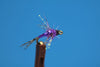 Lightning Bug, Purple